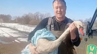 В Азнакаевском районе спасли уставшего краснокнижного лебедя 05/04/2026 &ndash; Новости