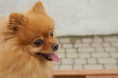 В полицию Японии впервые поступил на службу необычный сотрудник