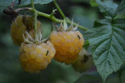 Учёный Марьинский спрогнозировал больше насекомых в Москве после снежной зимы