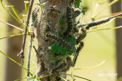 Бакчаң уңышсыз калмасын дисәң: корткычларга каршы көрәшүнең 5 ысулы