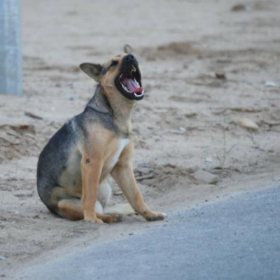 В РТ утвердили порядок введения экстраординарной ситуации из-за бездомных животных