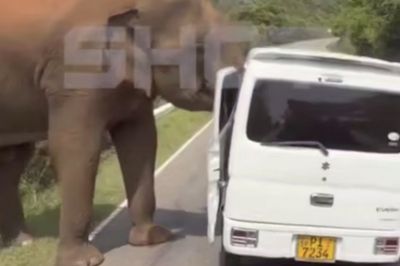 Слон атаковал автобус с туристами из России на Шри-Ланке