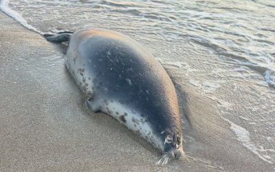 И вновь начинается мор?