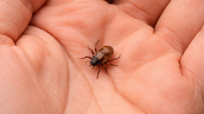 Эксперт: клещи-&laquo;мутанты&raquo; до средней полосы России не доберутся 28/03/2026 &ndash; Новости