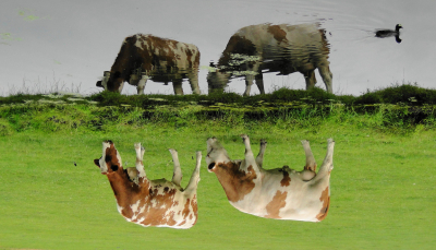 В поле в Красноярском крае выбросили полсотни коровьих туш