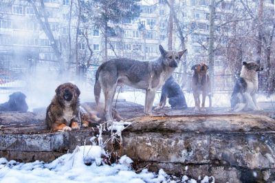 В Иркутской области возбудили дело из-за нападений бездомных собак