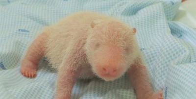 Впервые в Индонезии родился детеныш большой панды: Президент дал ему имя