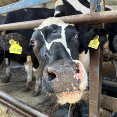 Эксперты &laquo;Элиты&raquo; рассказали, как получить здоровое потомство и прибыль фермы