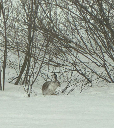 В Челнах судьи в перерывах между заседаниями смотрят на зайцев